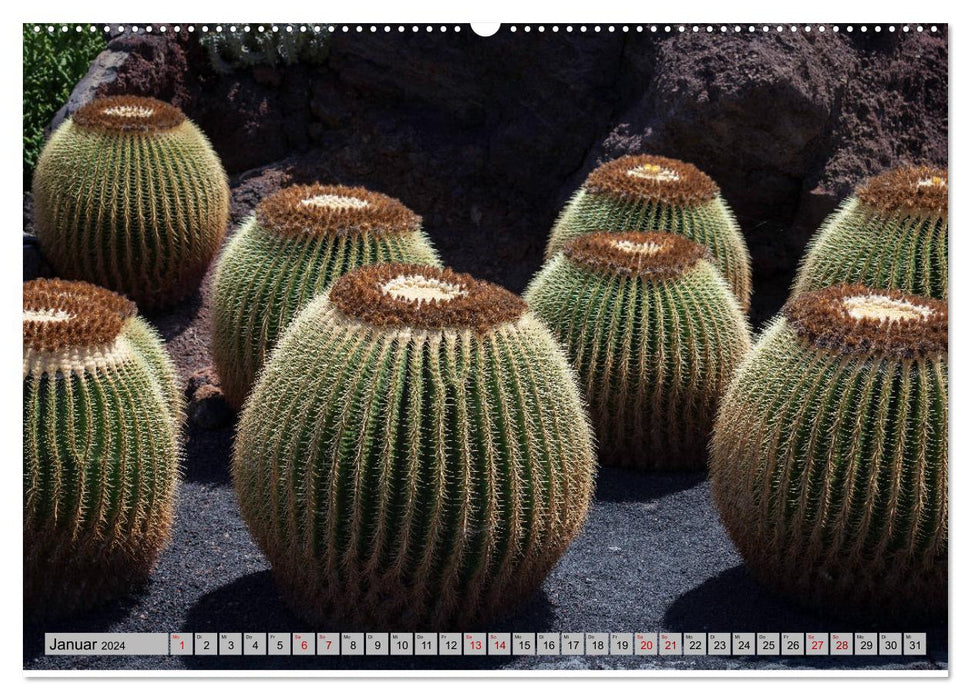 Kaktus Garten Lanzarote (CALVENDO Premium Wandkalender 2024)