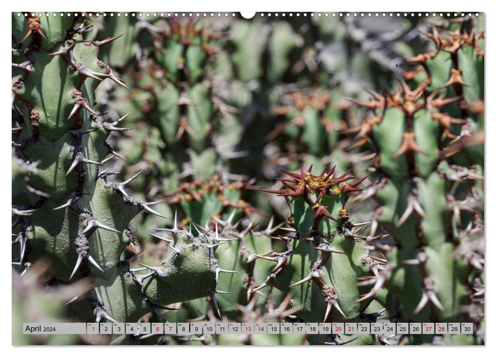 Kaktus Garten Lanzarote (CALVENDO Premium Wandkalender 2024)