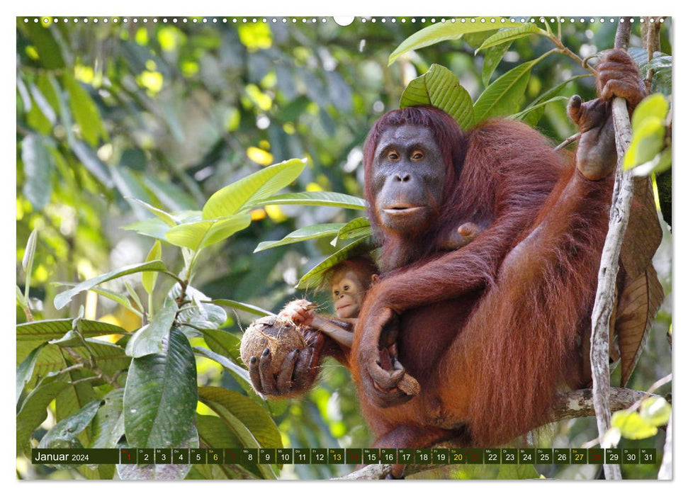 Borneo - Animal Paradise Rainforest (CALVENDO Premium Wall Calendar 2024) 