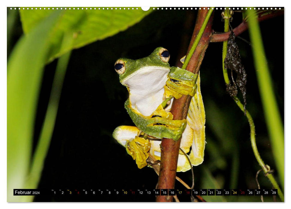 Borneo - Animal Paradise Rainforest (CALVENDO Premium Wall Calendar 2024) 