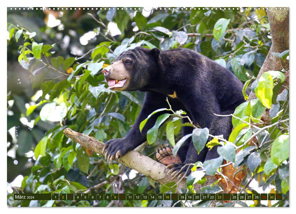 Borneo - Animal Paradise Rainforest (CALVENDO Premium Wall Calendar 2024) 