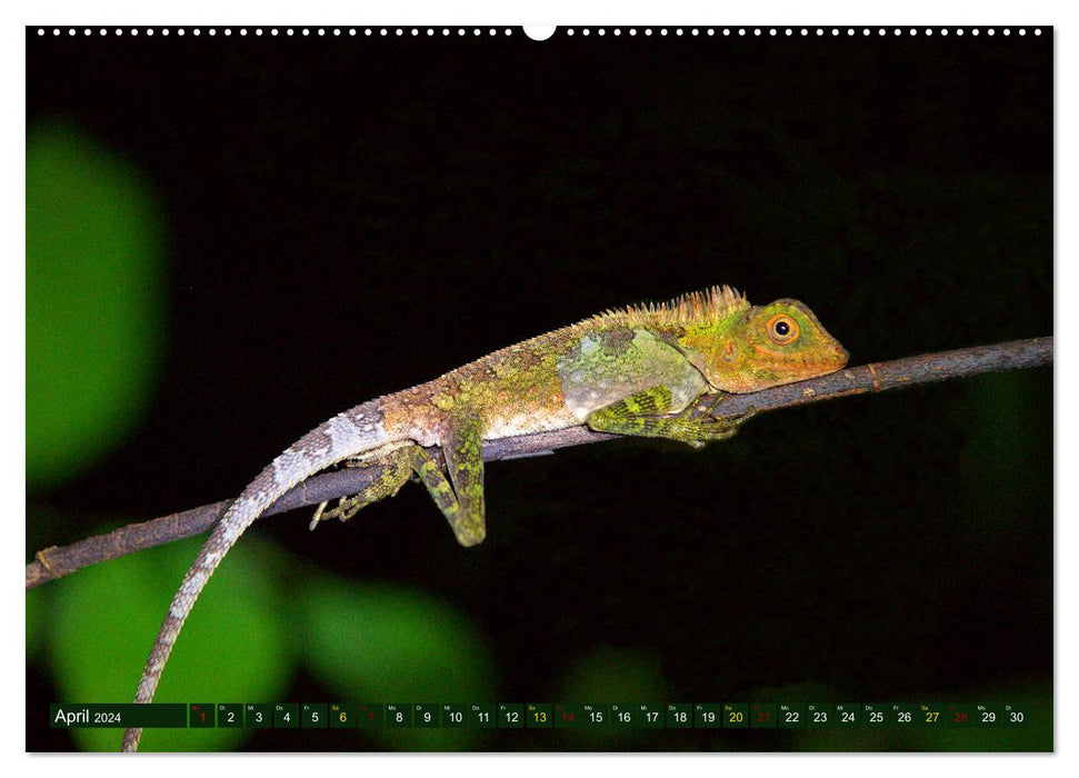 Borneo - Animal Paradise Rainforest (CALVENDO Premium Wall Calendar 2024) 