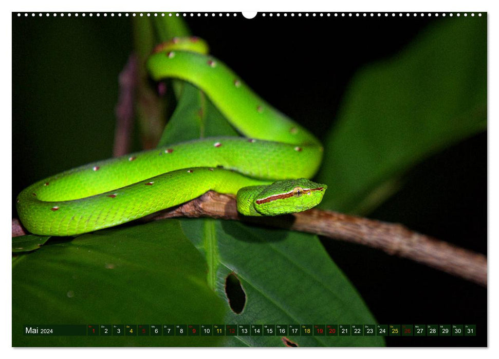 Bornéo – Forêt tropicale du paradis animalier (Calvendo Premium Wall Calendar 2024) 