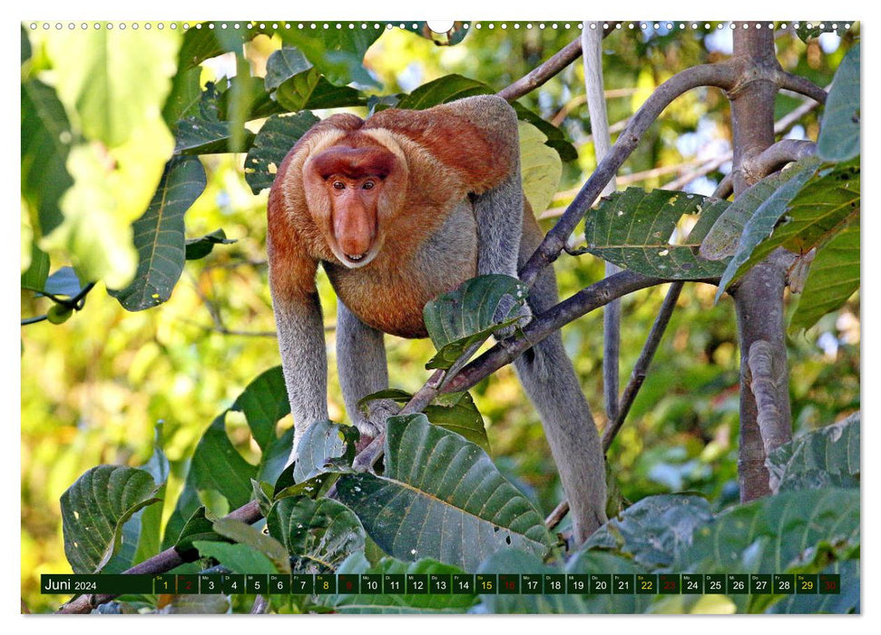 Borneo - Animal Paradise Rainforest (CALVENDO Premium Wall Calendar 2024) 