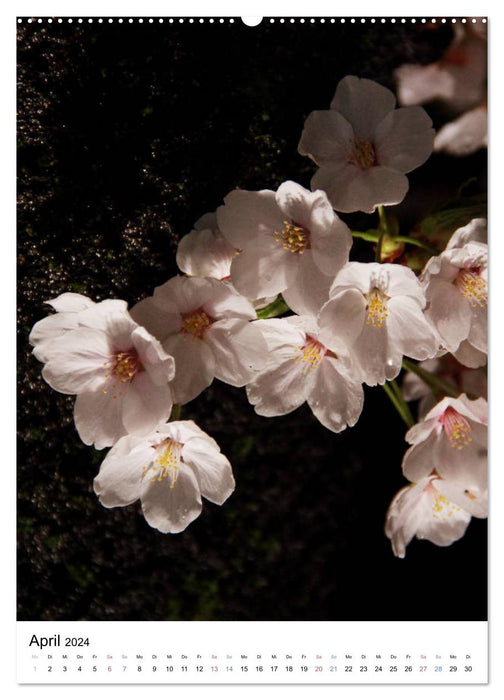 Japan - Kirschblüten (CALVENDO Premium Wandkalender 2024)