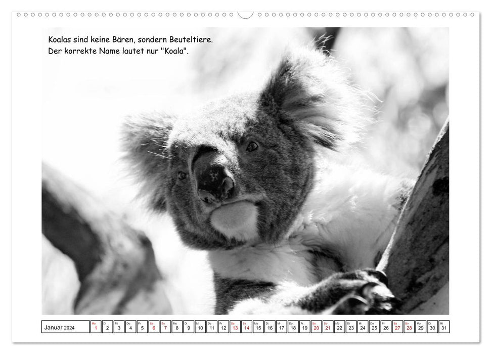 Koala Un ours qui n'est pas un ours (Calendrier mural CALVENDO Premium 2024) 