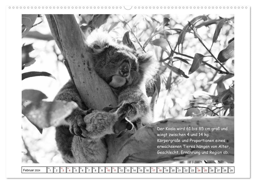 Koala Un ours qui n'est pas un ours (Calendrier mural CALVENDO Premium 2024) 