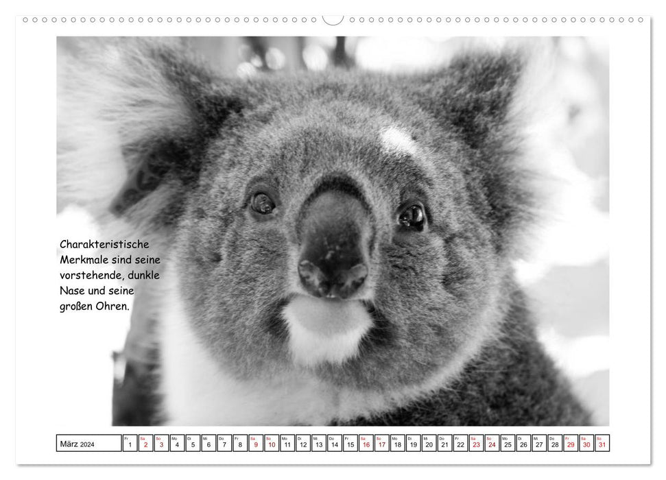 Koala Un ours qui n'est pas un ours (Calendrier mural CALVENDO Premium 2024) 