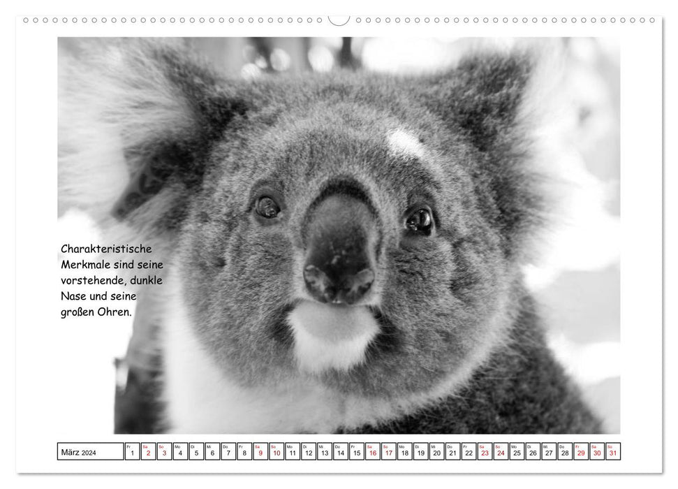 Koala Ein Bär, der kein Bär ist (CALVENDO Premium Wandkalender 2024)