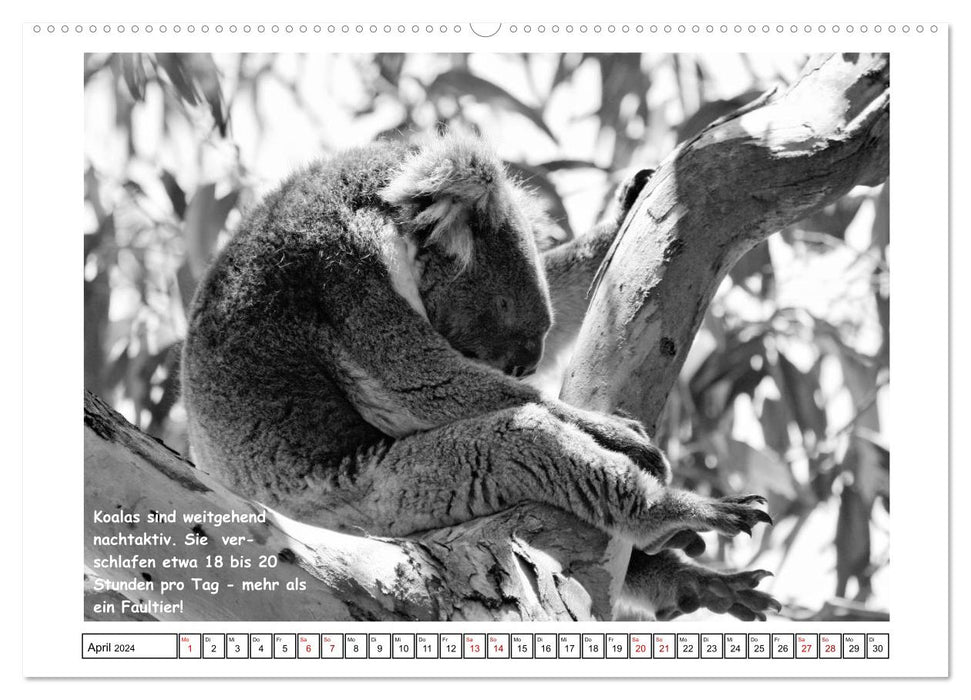 Koala Ein Bär, der kein Bär ist (CALVENDO Premium Wandkalender 2024)