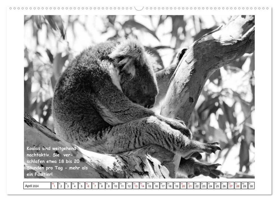 Koala Un ours qui n'est pas un ours (Calendrier mural CALVENDO Premium 2024) 