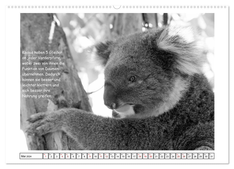 Koala Un ours qui n'est pas un ours (Calendrier mural CALVENDO Premium 2024) 