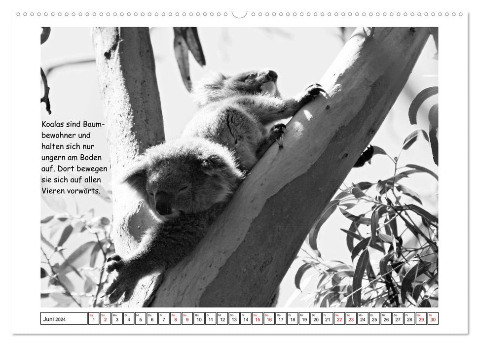 Koala Ein Bär, der kein Bär ist (CALVENDO Premium Wandkalender 2024)