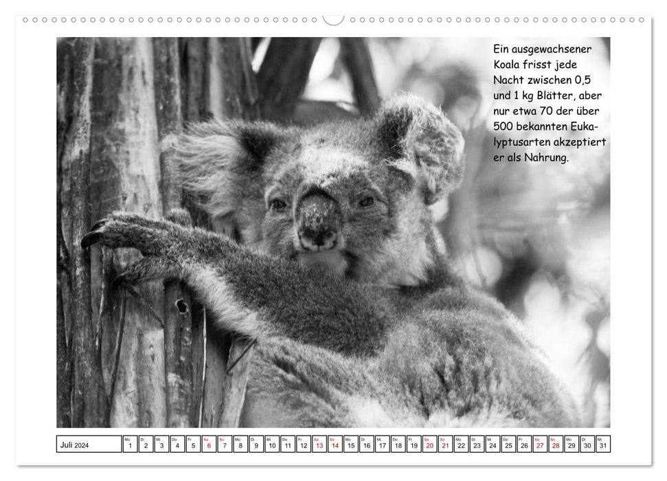 Koala Ein Bär, der kein Bär ist (CALVENDO Premium Wandkalender 2024)