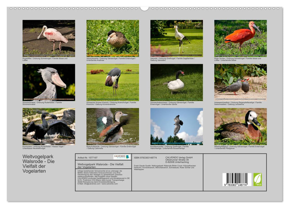 World Bird Park Walsrode - La diversité des espèces d'oiseaux (Calendrier mural CALVENDO Premium 2024) 