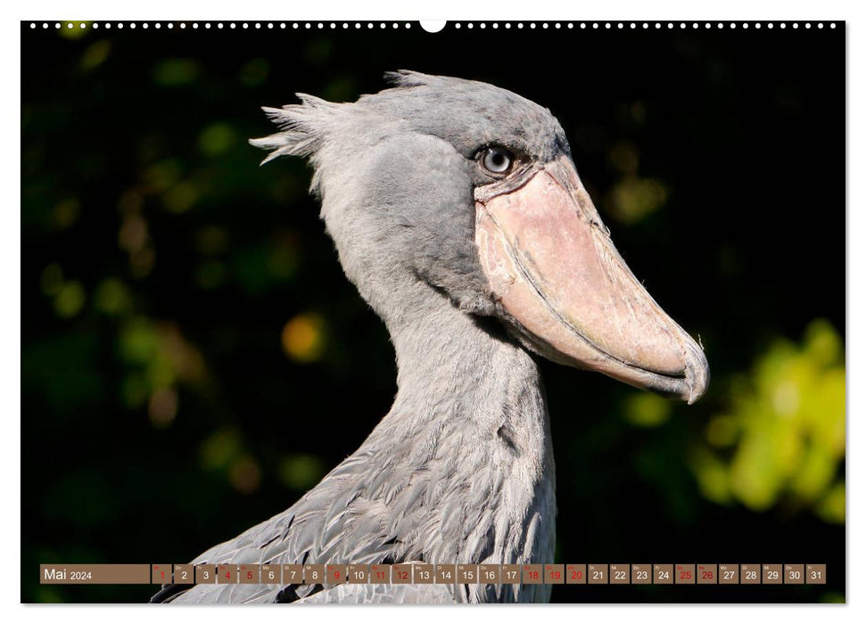 World Bird Park Walsrode - The diversity of bird species (CALVENDO Premium Wall Calendar 2024) 