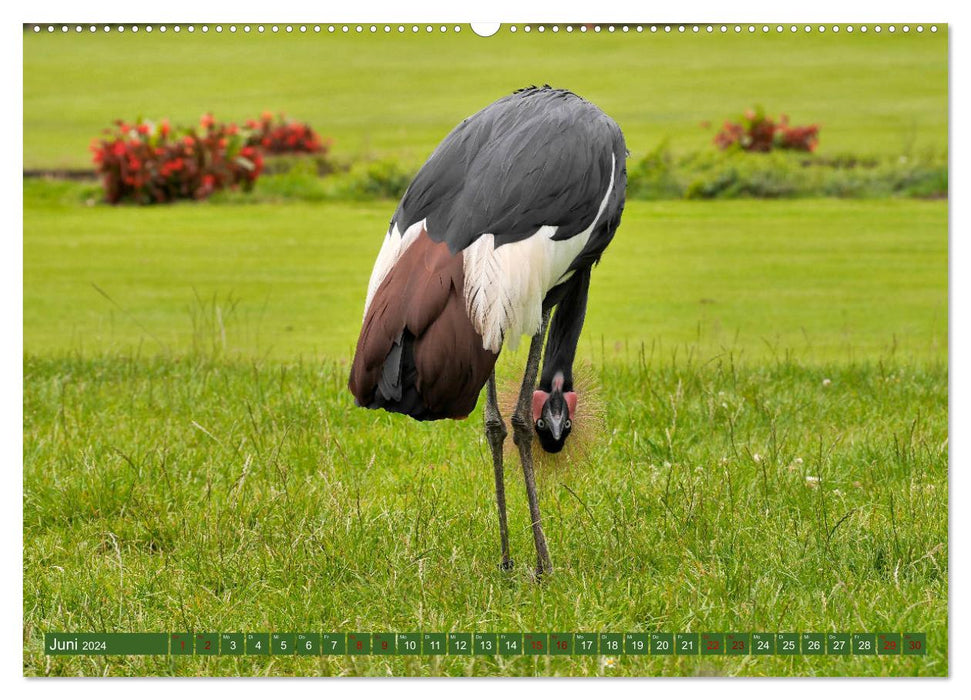 World Bird Park Walsrode - The diversity of bird species (CALVENDO Premium Wall Calendar 2024) 