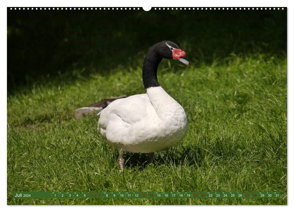 World Bird Park Walsrode - The diversity of bird species (CALVENDO Premium Wall Calendar 2024) 
