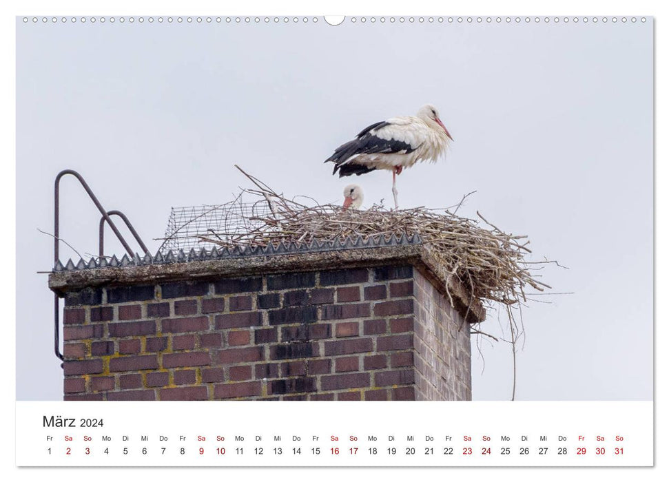 Schrobenhausen - Lenbachstadt in the asparagus country (CALVENDO wall calendar 2024) 