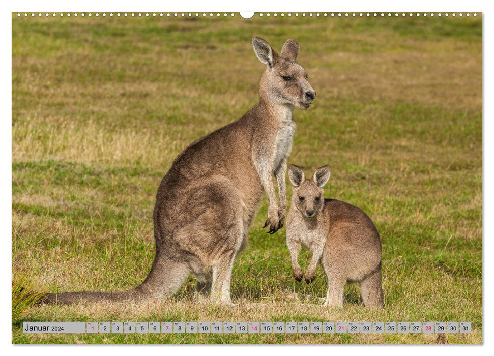 Kangourous et wallabies (Calendrier mural CALVENDO Premium 2024) 