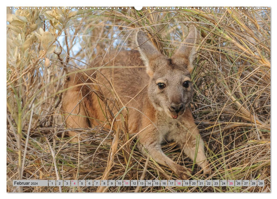 Kangourous et wallabies (Calendrier mural CALVENDO Premium 2024) 