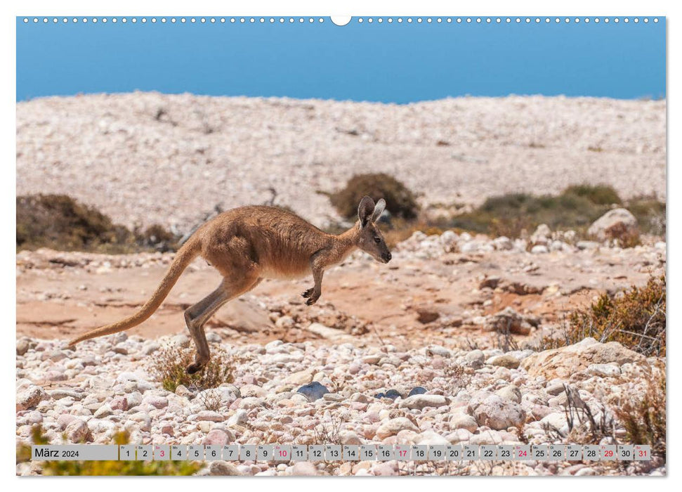 Kangourous et wallabies (Calendrier mural CALVENDO Premium 2024) 