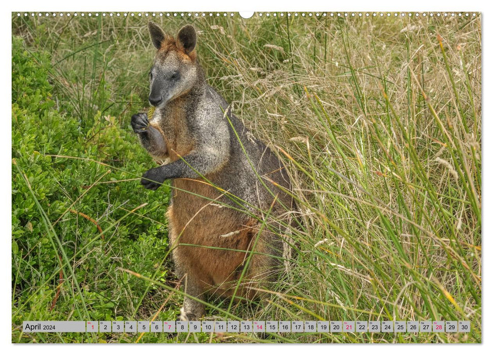 Kangourous et wallabies (Calendrier mural CALVENDO Premium 2024) 