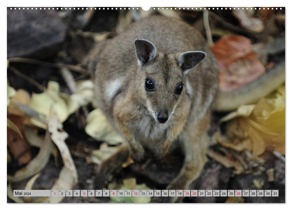 Kangaroos and wallabies (CALVENDO Premium Wall Calendar 2024) 