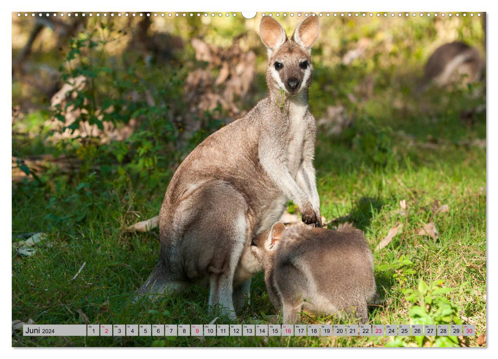 Kangourous et wallabies (Calendrier mural CALVENDO Premium 2024) 