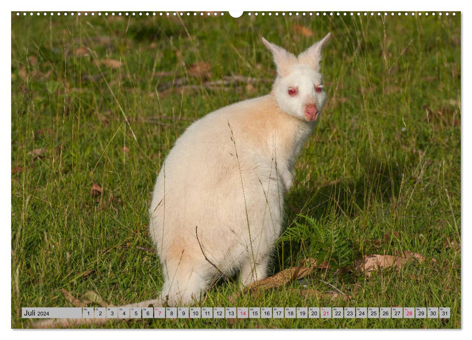 Kangaroos and wallabies (CALVENDO Premium Wall Calendar 2024) 