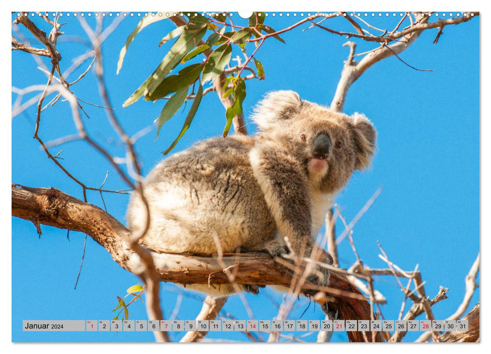 Australische Koalas (CALVENDO Premium Wandkalender 2024)