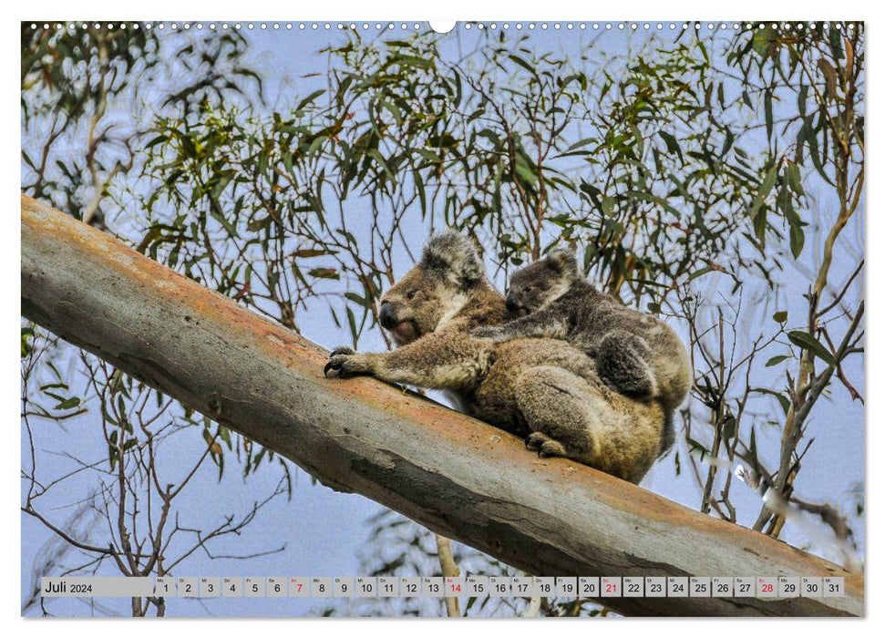 Australische Koalas (CALVENDO Premium Wandkalender 2024)