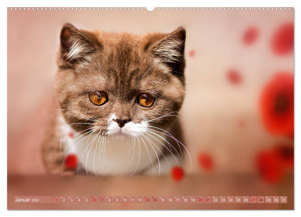 Chatons - Chatons British Shorthair (Calendrier mural CALVENDO Premium 2024) 