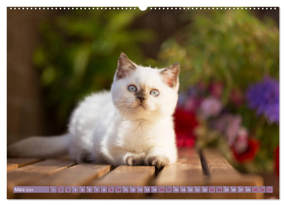 Kittens - Britisch Kurzhaar Katzenkinder (CALVENDO Premium Wandkalender 2024)