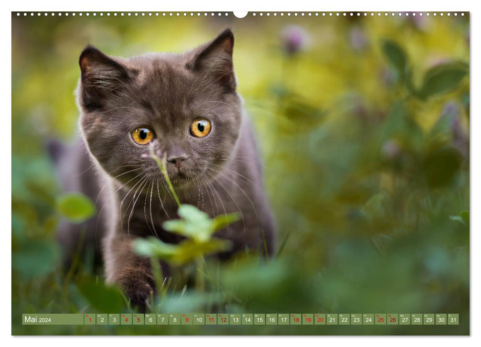Kittens - Britisch Kurzhaar Katzenkinder (CALVENDO Premium Wandkalender 2024)