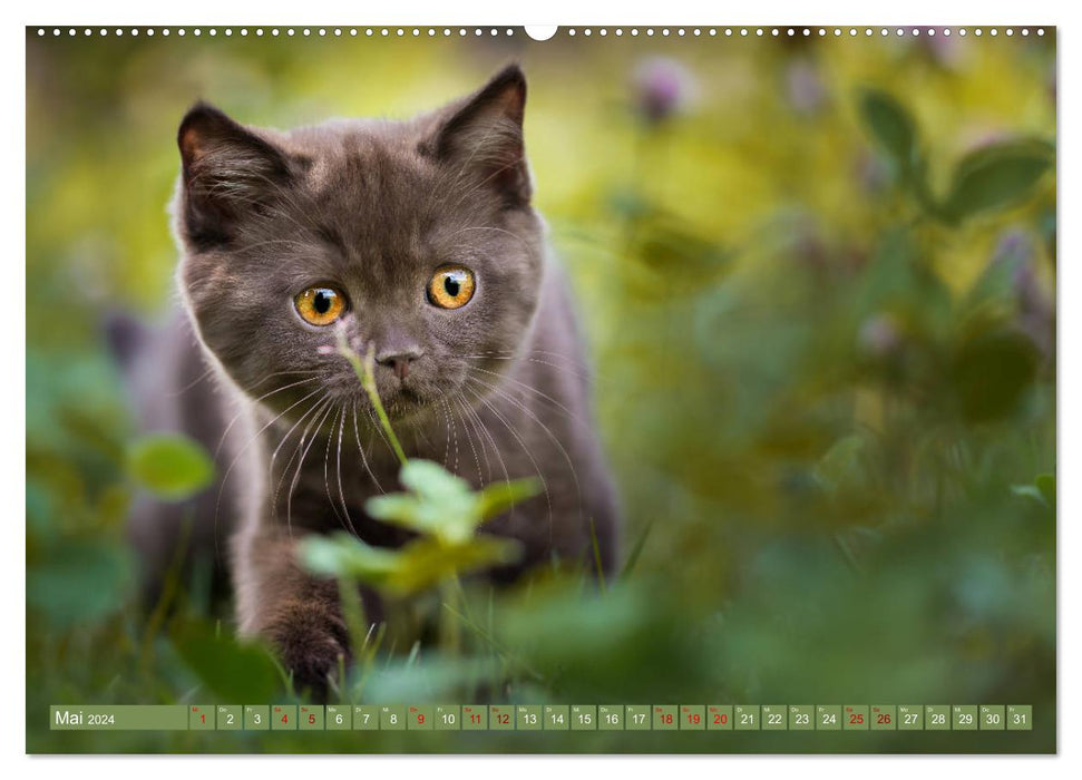 Chatons - Chatons British Shorthair (Calendrier mural CALVENDO Premium 2024) 