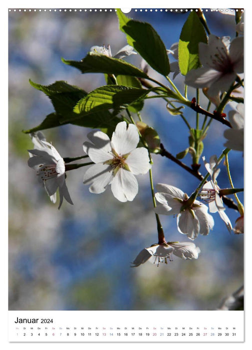 Japan - Kirschblüten (CALVENDO Wandkalender 2024)