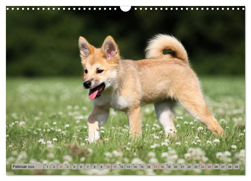 Animal children small and cute (CALVENDO wall calendar 2024) 