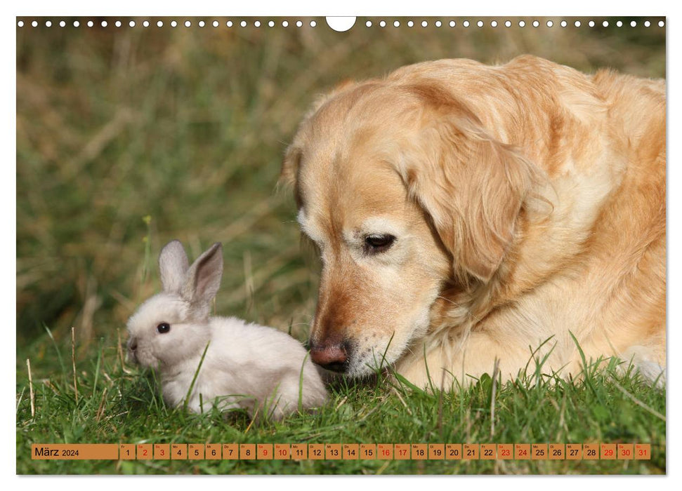 Tierkinder klein und süß (CALVENDO Wandkalender 2024)