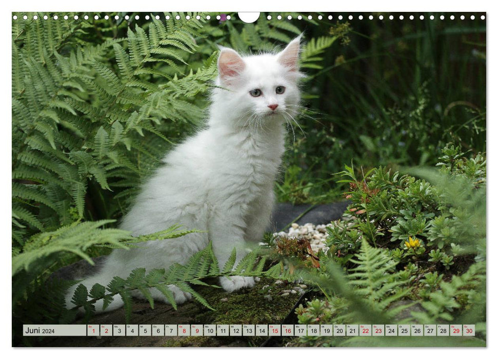 Tierkinder klein und süß (CALVENDO Wandkalender 2024)