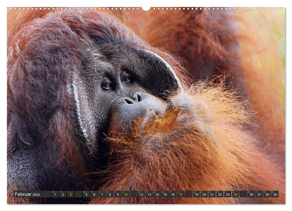 Waldmenschen - Orang Utans auf Borneo (CALVENDO Premium Wandkalender 2024)
