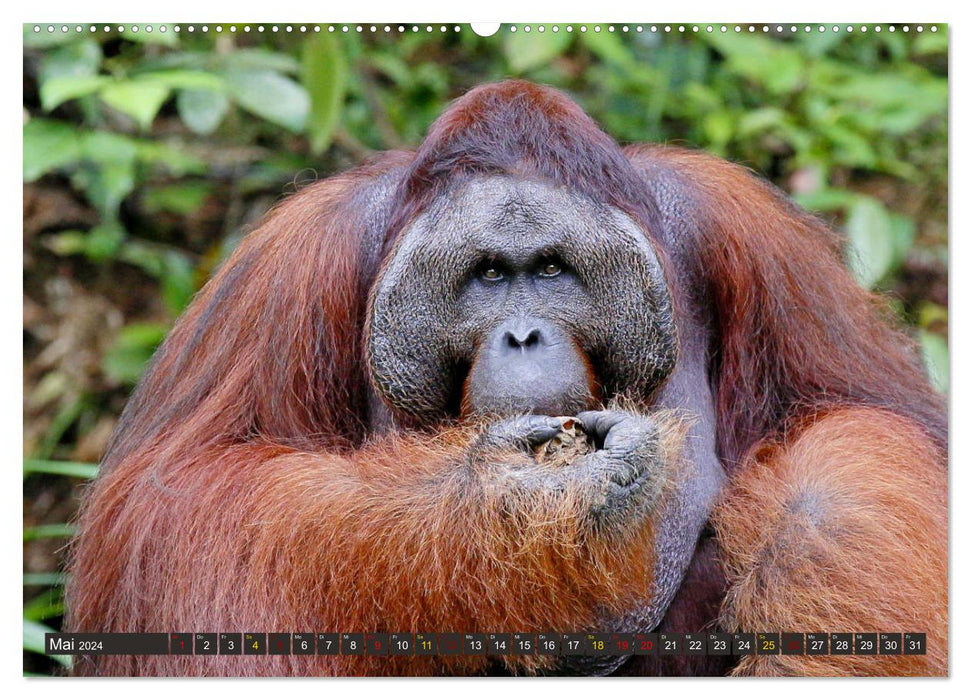 Waldmenschen - Orang Utans auf Borneo (CALVENDO Premium Wandkalender 2024)
