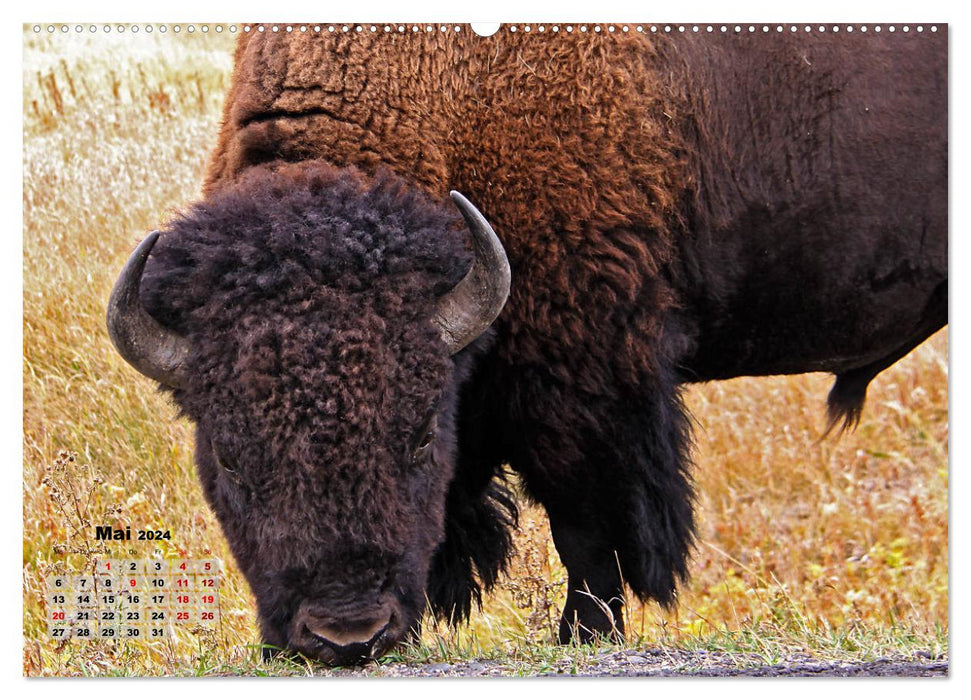 Wyoming Equality State (CALVENDO Wall Calendar 2024) 