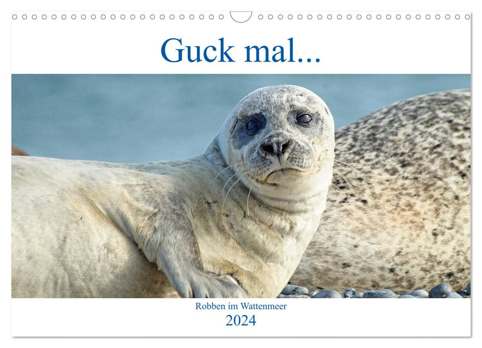 Regardez... des phoques dans la mer des Wadden (calendrier mural CALVENDO 2024) 