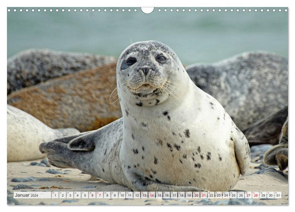 Regardez... des phoques dans la mer des Wadden (calendrier mural CALVENDO 2024) 