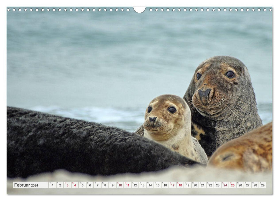 Look... seals in the Wadden Sea (CALVENDO wall calendar 2024) 