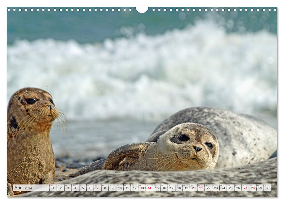 Regardez... des phoques dans la mer des Wadden (calendrier mural CALVENDO 2024) 