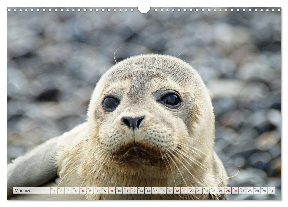 Look... seals in the Wadden Sea (CALVENDO wall calendar 2024) 