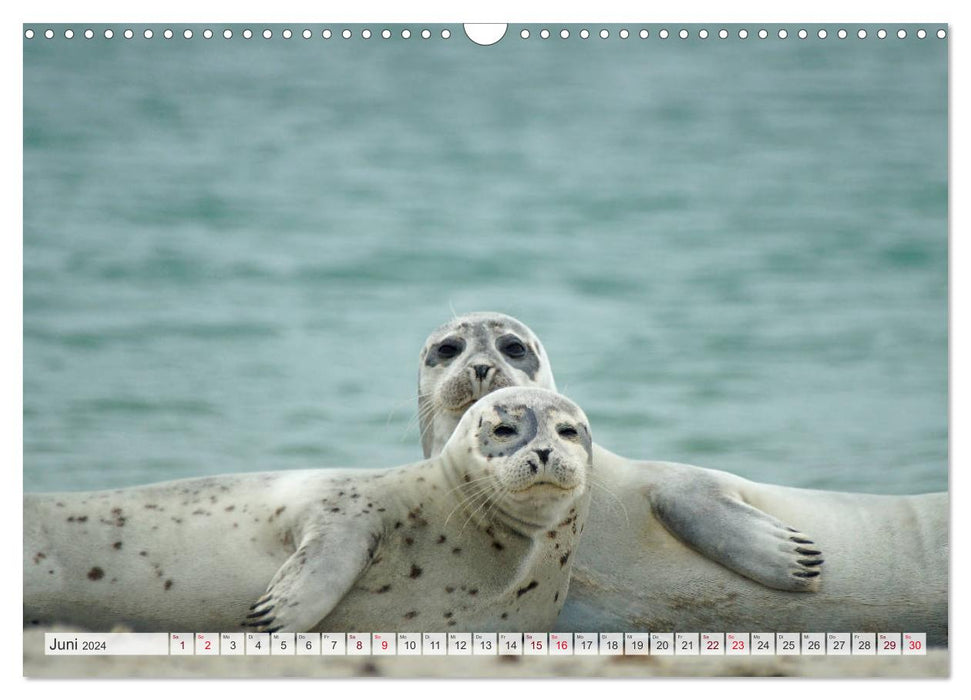 Regardez... des phoques dans la mer des Wadden (calendrier mural CALVENDO 2024) 