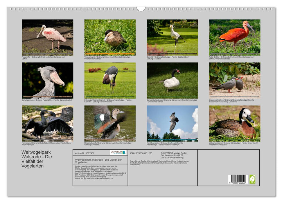 World Bird Park Walsrode - The diversity of bird species (CALVENDO wall calendar 2024) 